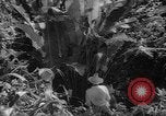 Image of forest Caracas Venezuela, 1940, second 53 stock footage video 65675050633