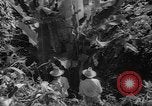 Image of forest Caracas Venezuela, 1940, second 55 stock footage video 65675050633