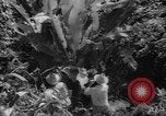 Image of forest Caracas Venezuela, 1940, second 56 stock footage video 65675050633