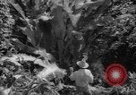 Image of forest Caracas Venezuela, 1940, second 57 stock footage video 65675050633