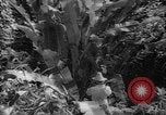 Image of forest Caracas Venezuela, 1940, second 58 stock footage video 65675050633