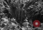 Image of forest Caracas Venezuela, 1940, second 59 stock footage video 65675050633