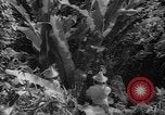 Image of forest Caracas Venezuela, 1940, second 60 stock footage video 65675050633
