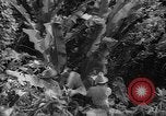 Image of forest Caracas Venezuela, 1940, second 61 stock footage video 65675050633