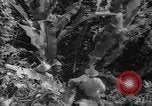 Image of forest Caracas Venezuela, 1940, second 62 stock footage video 65675050633
