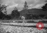 Image of shelling and drying of coconut Caracas Venezuela, 1940, second 7 stock footage video 65675050637