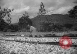 Image of shelling and drying of coconut Caracas Venezuela, 1940, second 8 stock footage video 65675050637