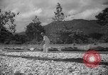 Image of shelling and drying of coconut Caracas Venezuela, 1940, second 9 stock footage video 65675050637