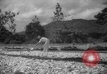 Image of shelling and drying of coconut Caracas Venezuela, 1940, second 11 stock footage video 65675050637