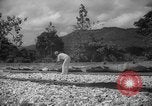 Image of shelling and drying of coconut Caracas Venezuela, 1940, second 12 stock footage video 65675050637