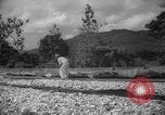 Image of shelling and drying of coconut Caracas Venezuela, 1940, second 15 stock footage video 65675050637