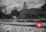 Image of shelling and drying of coconut Caracas Venezuela, 1940, second 16 stock footage video 65675050637