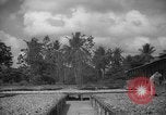 Image of shelling and drying of coconut Caracas Venezuela, 1940, second 19 stock footage video 65675050637