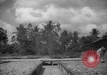 Image of shelling and drying of coconut Caracas Venezuela, 1940, second 20 stock footage video 65675050637
