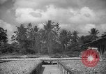 Image of shelling and drying of coconut Caracas Venezuela, 1940, second 23 stock footage video 65675050637