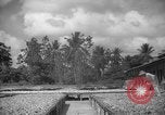 Image of shelling and drying of coconut Caracas Venezuela, 1940, second 24 stock footage video 65675050637