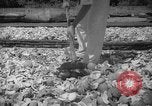 Image of shelling and drying of coconut Caracas Venezuela, 1940, second 26 stock footage video 65675050637