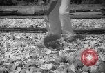 Image of shelling and drying of coconut Caracas Venezuela, 1940, second 27 stock footage video 65675050637