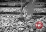 Image of shelling and drying of coconut Caracas Venezuela, 1940, second 28 stock footage video 65675050637