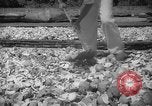 Image of shelling and drying of coconut Caracas Venezuela, 1940, second 29 stock footage video 65675050637