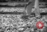 Image of shelling and drying of coconut Caracas Venezuela, 1940, second 30 stock footage video 65675050637
