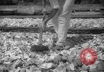 Image of shelling and drying of coconut Caracas Venezuela, 1940, second 31 stock footage video 65675050637
