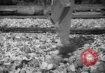 Image of shelling and drying of coconut Caracas Venezuela, 1940, second 32 stock footage video 65675050637