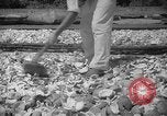 Image of shelling and drying of coconut Caracas Venezuela, 1940, second 33 stock footage video 65675050637