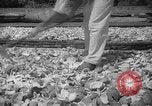 Image of shelling and drying of coconut Caracas Venezuela, 1940, second 34 stock footage video 65675050637