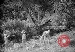 Image of farming operations Caracas Venezuela, 1940, second 32 stock footage video 65675050641