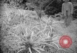 Image of farming operations Caracas Venezuela, 1940, second 41 stock footage video 65675050641