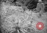 Image of farming operations Caracas Venezuela, 1940, second 42 stock footage video 65675050641
