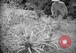 Image of farming operations Caracas Venezuela, 1940, second 43 stock footage video 65675050641