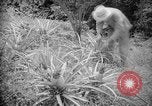 Image of farming operations Caracas Venezuela, 1940, second 44 stock footage video 65675050641