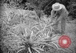 Image of farming operations Caracas Venezuela, 1940, second 45 stock footage video 65675050641