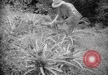 Image of farming operations Caracas Venezuela, 1940, second 46 stock footage video 65675050641