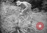 Image of farming operations Caracas Venezuela, 1940, second 47 stock footage video 65675050641