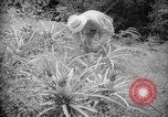 Image of farming operations Caracas Venezuela, 1940, second 48 stock footage video 65675050641