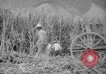Image of farming operations Caracas Venezuela, 1940, second 49 stock footage video 65675050641