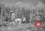 Image of farming operations Caracas Venezuela, 1940, second 50 stock footage video 65675050641