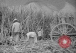 Image of farming operations Caracas Venezuela, 1940, second 51 stock footage video 65675050641