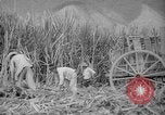 Image of farming operations Caracas Venezuela, 1940, second 52 stock footage video 65675050641