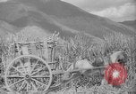 Image of farming operations Caracas Venezuela, 1940, second 53 stock footage video 65675050641