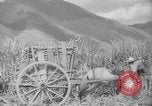 Image of farming operations Caracas Venezuela, 1940, second 54 stock footage video 65675050641