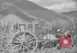 Image of farming operations Caracas Venezuela, 1940, second 55 stock footage video 65675050641