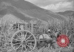 Image of farming operations Caracas Venezuela, 1940, second 56 stock footage video 65675050641
