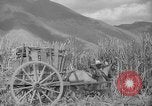 Image of farming operations Caracas Venezuela, 1940, second 57 stock footage video 65675050641