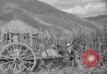 Image of farming operations Caracas Venezuela, 1940, second 58 stock footage video 65675050641