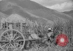 Image of farming operations Caracas Venezuela, 1940, second 59 stock footage video 65675050641