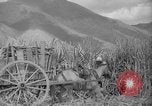 Image of farming operations Caracas Venezuela, 1940, second 60 stock footage video 65675050641